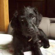 knuffi